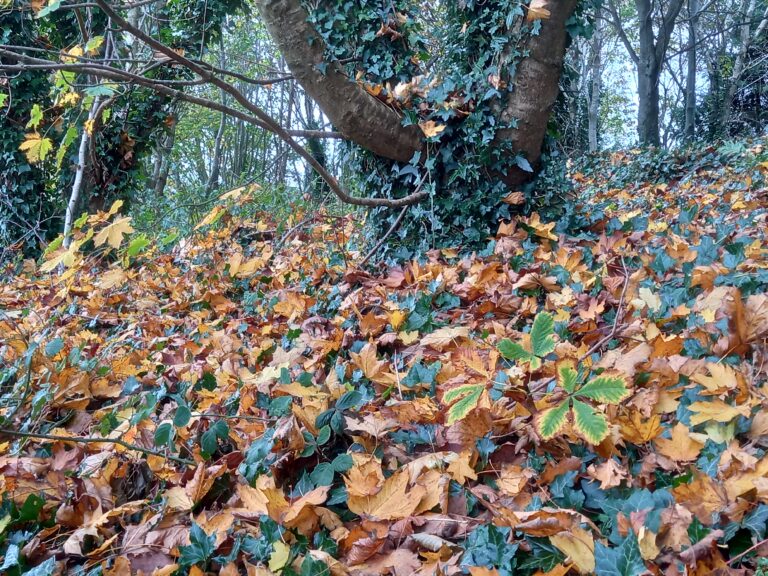 Autumn Millennium wood