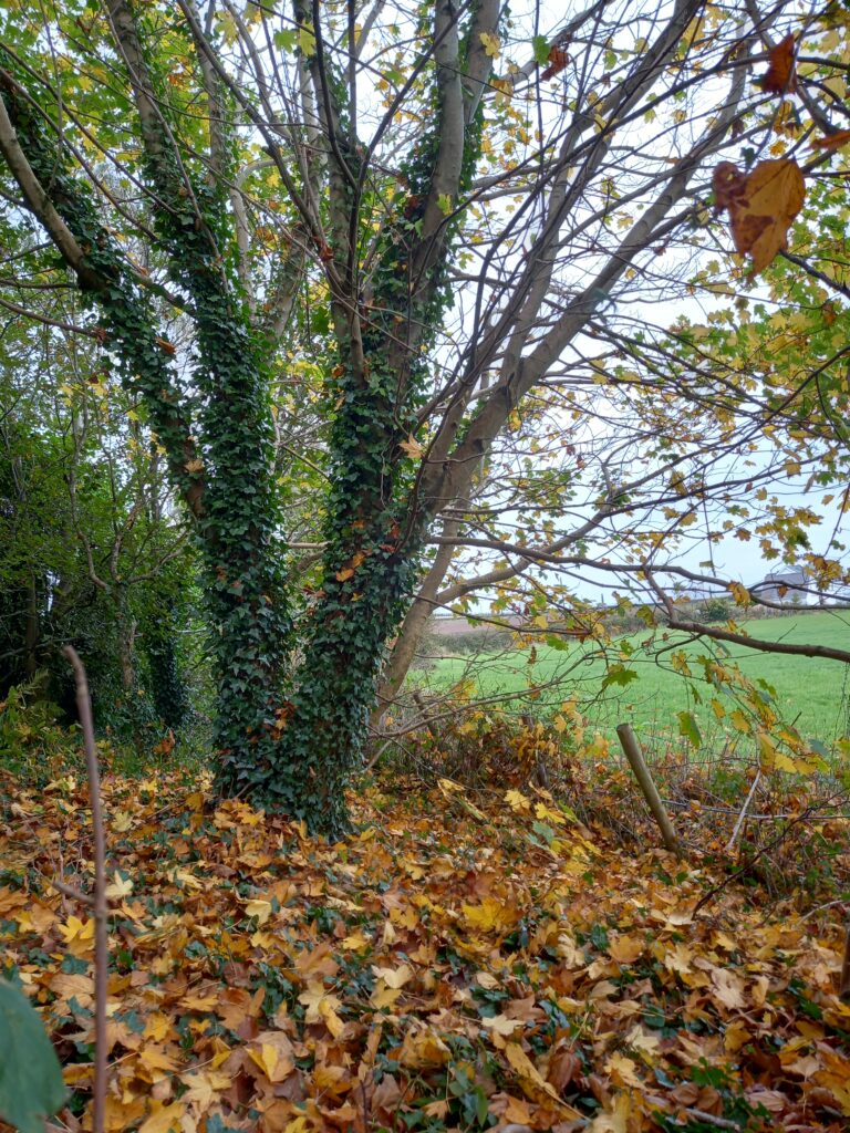 Autumn Millennium wood